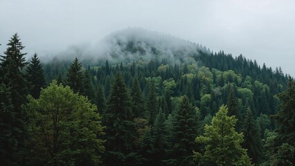 Fototapeta premium Verdant hillside scenery featuring towering trees and post-rain mist.