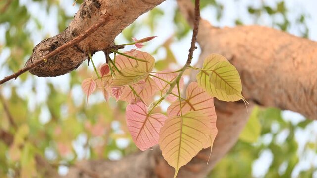 Ficus religiosa tree. It's other name bodhi tree,&nbsp;pippala tree, peepul tree&nbsp;or&nbsp;ashwattha tree.&nbsp;This is the tree under which&nbsp;Gautama Buddha&nbsp;is believed to have attained enlightenment.