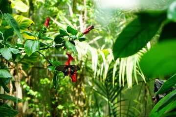 Black butterfly on a red flower