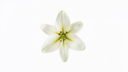 Fototapeta premium Nature closeup of a lily flower with a clear clipping path on a white background, viewed from above.