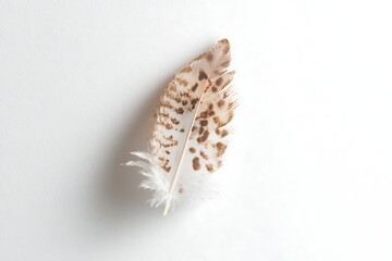 Spotted feather on white background showcases delicate texture and natural patterns, ideal for design