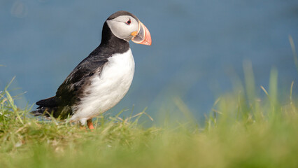 A vibrant puffin perches on a grassy verge overlooking the serene waters of Iceland, capturing the essence of this unique wildlife. Bakkagerd, East Iceland, Puffins.