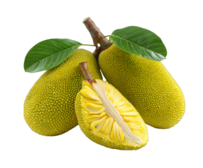 Fresh jackfruit composition with leaves and cut half displaying seeds on transparent background