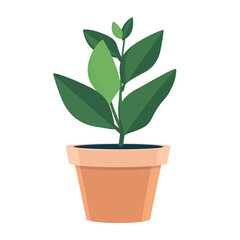 Minimalist plant in a terracotta pot with vibrant green leaves in a simple design
