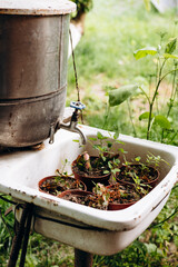 Herb pots in old sink outdoors, rural upcycling and reuse concept.