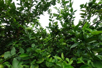 Green lime on tree. Lime Tree with Green Leaves. Citrus Plant in Garden.