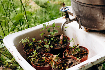Herb pots in old sink outdoors, rural upcycling and reuse concept.
