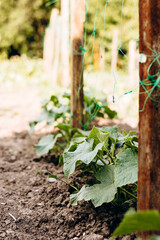 Cucumber vine growing on a garden net in open air under the sun, copy space.