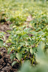 Close-up of green potato sprouts growing in vegetable garden.