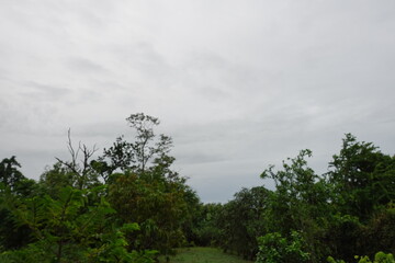 Clouds in the forest. Overcast Sky Before Rain. Moody Cloudy Weather Landscape. Dark Cloudy Sky. Rainy Storm Atmosphere Background.