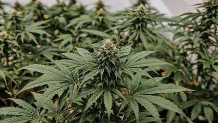 Indoor farm growing mature marijuana with developed buds and leaves
