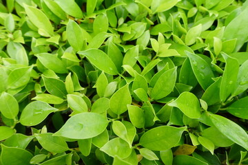 Green leaves background. fresh green leaves. Light Green Leaf Wallpaper. Soft Botanical Nature Background.