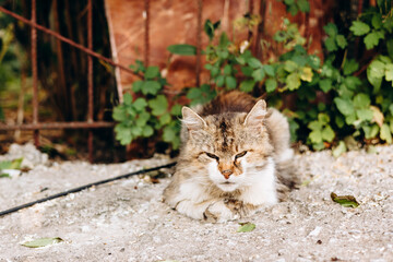 Tabby cat resting in rural yard, domestic pet in countryside setting.