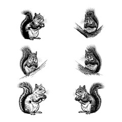 Fototapeta premium Squirrel with Nut - Vintage Woodland Animal Engraving Set