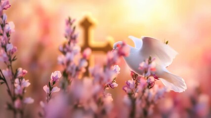 A Christian Easter video background of a holy dove scene footage.
