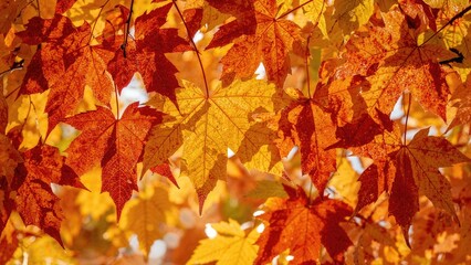 Fototapeta premium Painted maple foliage in autumn shades