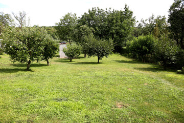 Landscape of a country house with a lawn and fruit trees