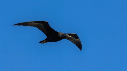 Obraz premium Young female magnificent frigate bird gliding through clear blue sky