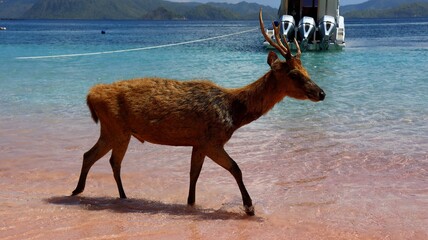 Indonezja, Komodo Islands