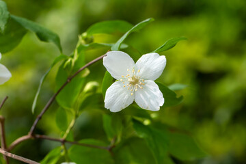 Philadelphus pubescens Loisel., flowering white and fragrant mock-orange bush.