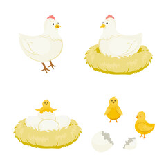 chicken and eggs illustration