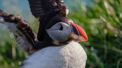 A vibrant puffin displays its striking beak and feathers while perched on the lush green cliffs of Iceland. This iconic bird is a symbol of the breathtaking landscape and wildlife.