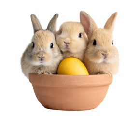 Charming trio of baby bunnies in a terracotta pot with yellow egg on transparent background