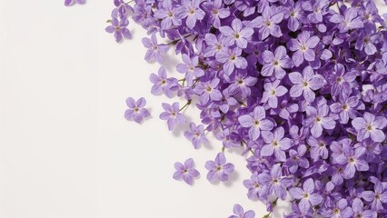 Spring purple periwinkle flowers showcased on a clean white backdrop