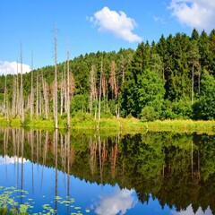 Obraz premium Calm lake reflecting forest
