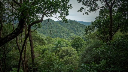 Obraz premium Lush jungle landscape of a protected highland area