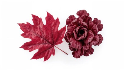 Vibrant red oak leaf lettuce displayed against a clean white surface, salad ingredient