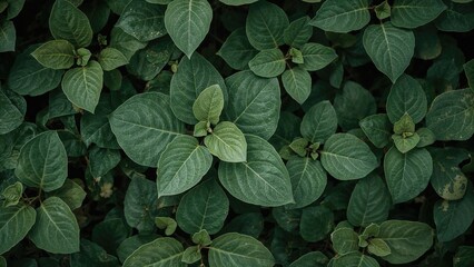 The glowing green leaf texture visible beneath
