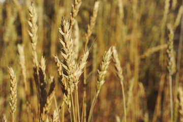 ears of ripe golden wheat in sunlight 