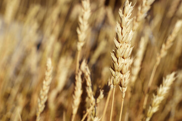 A close-up of golden wheat stalks bathed in sunlight with details of the grains and a soft, blurred background