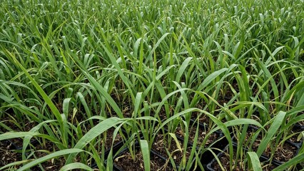 Obraz premium Young rice plants growing robustly in black plastic trays, ready for field planting.