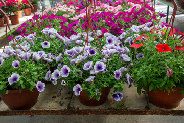 Petunia is a genus of plants belonging to the Solanaceae family.