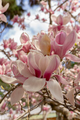 Obraz premium Japan spring flowers