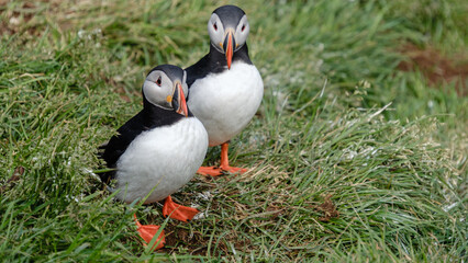Two vibrant puffins stand on a carpet of green grass in Iceland, showcasing their striking colors and unique features. This moment captures the beauty of wildlife in a picturesque natural setting.
