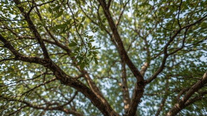 Fototapeta premium The misty backdrop of sprawling tree branches in a dense woodland, with a breeze rustling through the foliage creating a refreshing atmosphere.