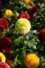 Dahlia variabilis, beautiful colorful flower, close up. Dahlia is bushy, tuberous, herbaceous perennial dicotyledonous flowering plant of the family Asteraceae, Compositae, Coreopsideae tribe