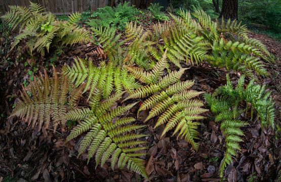 Autumn fern (Dryopteris erythrosora), or Japanese shield fern, in garden in central Virginia in late spring.