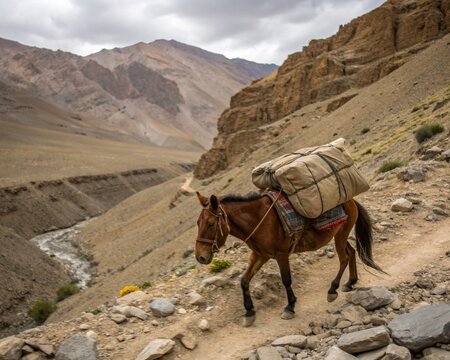 Zanskari Horse Carrying Load in Rocky Ladakh Trail