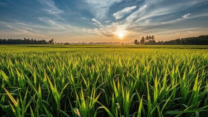 Rice stalks in the morning light