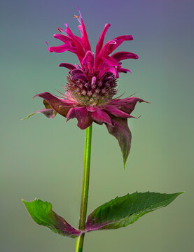 Bee balm (Monarda) flower in garden in central Virginia in summer.