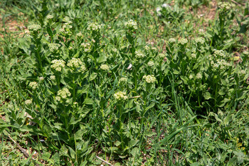 Obraz premium Lepidium draba, also known as whitetop, hoary cress, or Thanet cress, is a rhizomatous perennial flowering plant in the family Brassicaceae.