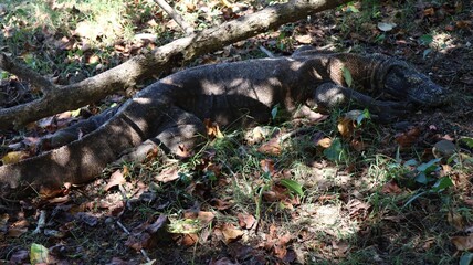 Waran z Komodo © Grzegorz