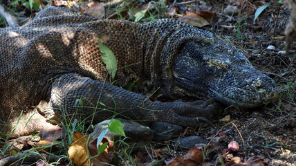 Waran z Komodo © Grzegorz