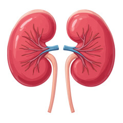 Anatomical illustration of healthy human kidneys and the urinary system for medical education.