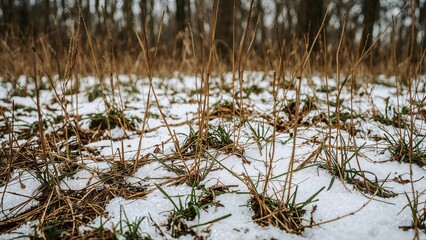 Winter forest floor blanketed with snow in early March