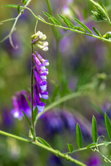 Verschiedene Blüten  Stadien  der Zottige Wicke